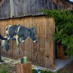 Deskal w Tychowie. Na zdjęciu: Arkadiusz Andrejkow / Anna Głąb / Radio Kielce