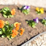 02.04.2021 Końskie. Nasadzenia kwiatów / Magdalena Galas-Klusek / Radio Kielce