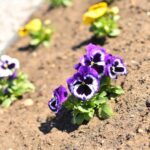 02.04.2021 Końskie. Nasadzenia kwiatów / Magdalena Galas-Klusek / Radio Kielce