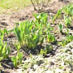 02.04.2021 Końskie. Nasadzenia kwiatów / Magdalena Galas-Klusek / Radio Kielce