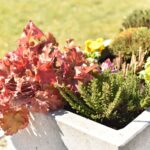 02.04.2021 Końskie. Nasadzenia kwiatów / Magdalena Galas-Klusek / Radio Kielce