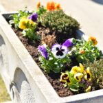 02.04.2021 Końskie. Nasadzenia kwiatów / Magdalena Galas-Klusek / Radio Kielce