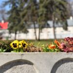 02.04.2021 Końskie. Nasadzenia kwiatów / Magdalena Galas-Klusek / Radio Kielce