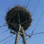 10.04.2021. Broniszów. Bocianie gniazdo / Marta Gajda / Radio Kielce