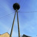 10.04.2021. Broniszów. Bocianie gniazdo / Marta Gajda / UMiG Skalbmierz