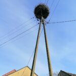 10.04.2021. Broniszów. Bocianie gniazdo / Marta Gajda / UMiG Skalbmierz