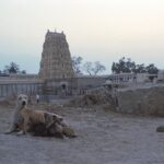 Indie / Magdalena Szczoczarz