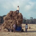 Indie / Magdalena Szczoczarz