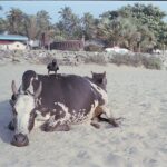 Indie / Magdalena Szczoczarz