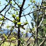 28.04.2021 Kielce. Ogród Botaniczny / Jarosław Kubalski / Radio Kielce