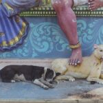 Indie / Photographer: Grzegorz Mehring / Magdalena Szczoczarz