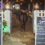 Indie / Magdalena Szczoczarz