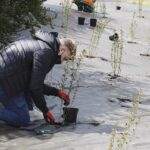 29.04.2021. Kielce. Piłkarze Łomży Vive Kielce i zieleń miejska sadzili krzewy w parku na Czarnowie / Jarosław Kubalski / Radio Kielce