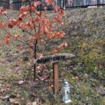 13.03.2021. Pińczów. Obchody 81. rocznicy zbrodni katyńskiej. „Zawięzienie”, czyli pińczowskie miejsce straceń z czasu II wojny światowej / Marta Gajda / Radio Kielce