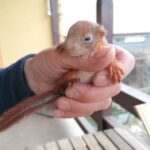 20.04.2021. Złota. Nowi podopieczni Ptasiego Azylu / Marta Gajda / Radio Kielce