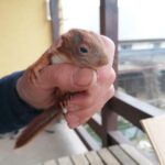 20.04.2021. Złota. Nowi podopieczni Ptasiego Azylu / Marta Gajda / Radio Kielce