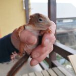 20.04.2021. Złota. Nowi podopieczni Ptasiego Azylu / Marta Gajda / Radio Kielce