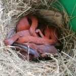 20.04.2021. Złota. Nowi podopieczni Ptasiego Azylu / Marta Gajda / Radio Kielce