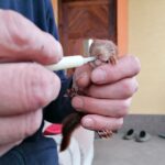 20.04.2021. Złota. Nowi podopieczni Ptasiego Azylu / Marta Gajda / Radio Kielce