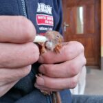 20.04.2021. Złota. Nowi podopieczni Ptasiego Azylu / Marta Gajda / Radio Kielce