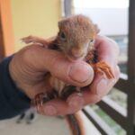 20.04.2021. Złota. Nowi podopieczni Ptasiego Azylu / Marta Gajda / Radio Kielce