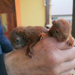 20.04.2021. Złota. Nowi podopieczni Ptasiego Azylu / Marta Gajda / Radio Kielce