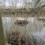 24.04.2021. Kazimierza Wielka. Łabędź niemy na rzece / Marta Gajda / Radio Kielce