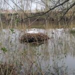 24.04.2021. Kazimierza Wielka. Łabędź niemy na rzece / Marta Gajda / Radio Kielce