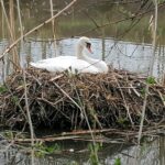 24.04.2021. Kazimierza Wielka. Łabędź niemy na rzece / Marta Gajda / Radio Kielce