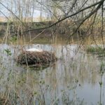 24.04.2021. Kazimierza Wielka. Łabędź niemy na rzece / Marta Gajda / Radio Kielce