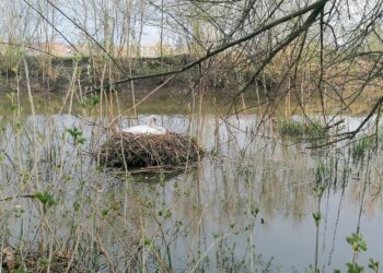 24.04.2021. Kazimierza Wielka. Łabędź niemy na rzece / Marta Gajda / Radio Kielce