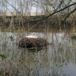 24.04.2021. Kazimierza Wielka. Łabędź niemy na rzece / Marta Gajda / Radio Kielce
