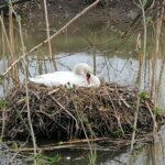 24.04.2021. Kazimierza Wielka. Łabędź niemy na rzece / Marta Gajda / Radio Kielce