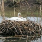 24.04.2021. Kazimierza Wielka. Łabędź niemy na rzece / Marta Gajda / Radio Kielce
