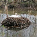 24.04.2021. Kazimierza Wielka. Łabędź niemy na rzece / Marta Gajda / Radio Kielce