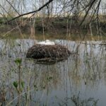 24.04.2021. Kazimierza Wielka. Łabędź niemy na rzece / Marta Gajda / Radio Kielce