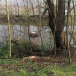 24.04.2021. Kazimierza Wielka. Łabędź niemy na rzece / Marta Gajda / Radio Kielce