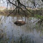 24.04.2021. Kazimierza Wielka. Łabędź niemy na rzece / Marta Gajda / Radio Kielce