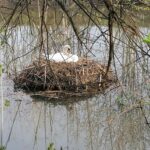 24.04.2021. Kazimierza Wielka. Łabędź niemy na rzece / Marta Gajda / Radio Kielce