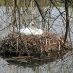 24.04.2021. Kazimierza Wielka. Łabędź niemy na rzece / Marta Gajda / Radio Kielce