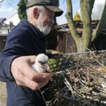 29.04.2021 Złota. Ptasi Azyl. Bocianie pisklę wykluło się w gnieździe. Prezentuje je Tadeusz Ptak - właściciel ośrodka / Marta Gajda / Radio Kielce