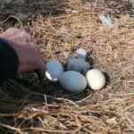 29.04.2021 Złota. Ptasi Azyl. Bocianie pisklę wykluło się w gnieździe / Marta Gajda / Radio Kielce