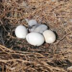 29.04.2021 Złota. Ptasi Azyl. Bocianie pisklę wykluło się w gnieździe / Marta Gajda / Radio Kielce