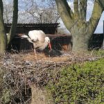 29.04.2021 Złota. Ptasi Azyl. Bocianica / Marta Gajda / Radio Kielce