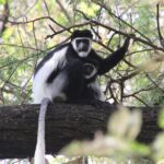 Etiopia / Andrzej Zarzecki