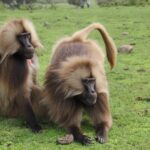 Etiopia / Andrzej Zarzecki