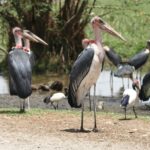 Etiopia / Andrzej Zarzecki