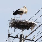 Bociany opuszczają Polskę wcześniej niż zwykle