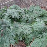 Krynki. Stroisz / Michał Kupidura