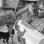 Indie / Magdalena Szczoczarz